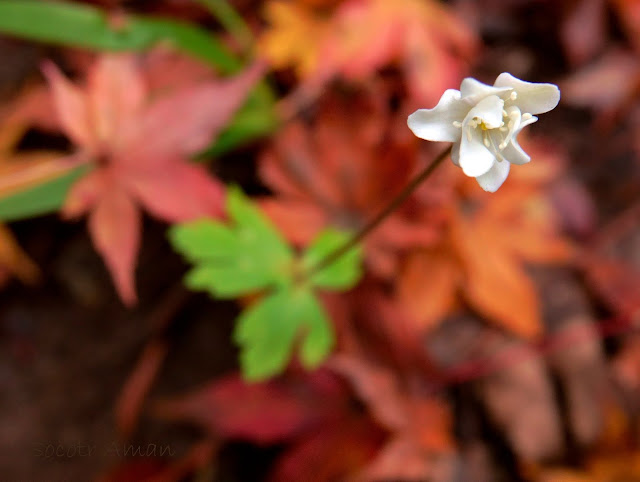 Anemone flaccida