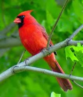 Amazing Pictures of Animals,photo, Nature, exotic, funny, incredibel, Zoo, Northern Cardinal, (Cardinalis cardinalis), Bird, Aves, Alex (8)