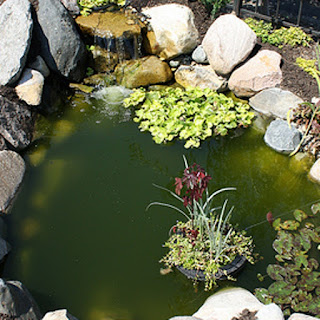 how to get rid of green pond water