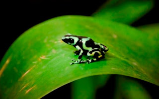 The characteristics of poisonous frogs and the kind of America