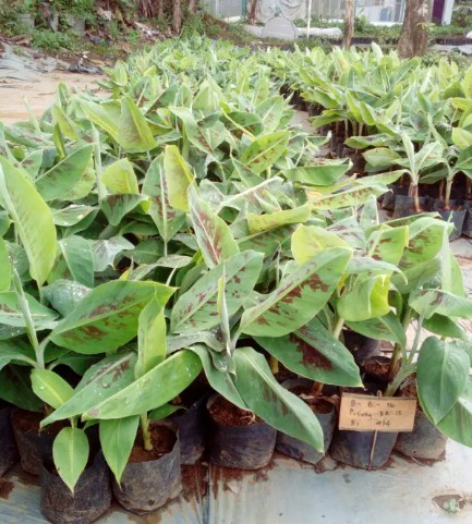 pohon pisang ambon terlengkap Lampung