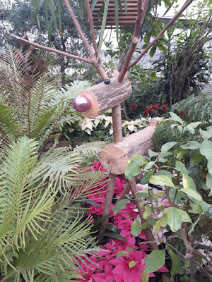 Allan Gardens Conservatory 2019 Winter Flower Show twelve by garden muses--not another Toronto gardening blog