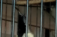 Cara Merawat Anakan Burung Sogok Ontong
