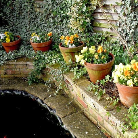 winter pansies