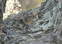 Grey-cheeked Thrush – Florida – May 2013 – photo by Peter Crosson