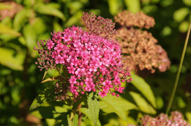 Spiraea japonica