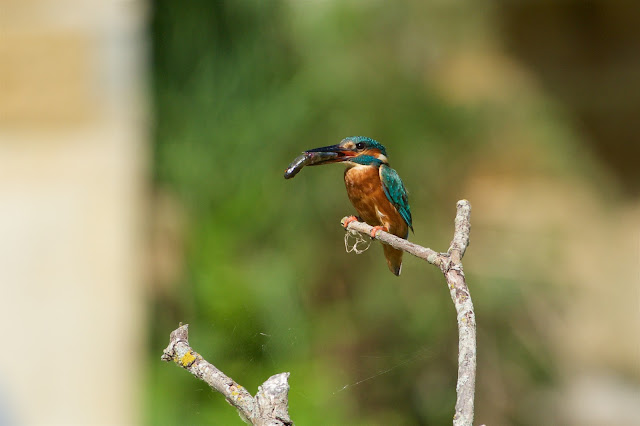 RSPB Rye Meads - Common Kingfisher छोटा किलकिला, राम चिरैया, शरीफन, निता मछराला  (Alcedo atthis)