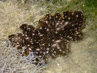 Acanthozoon Flatworm