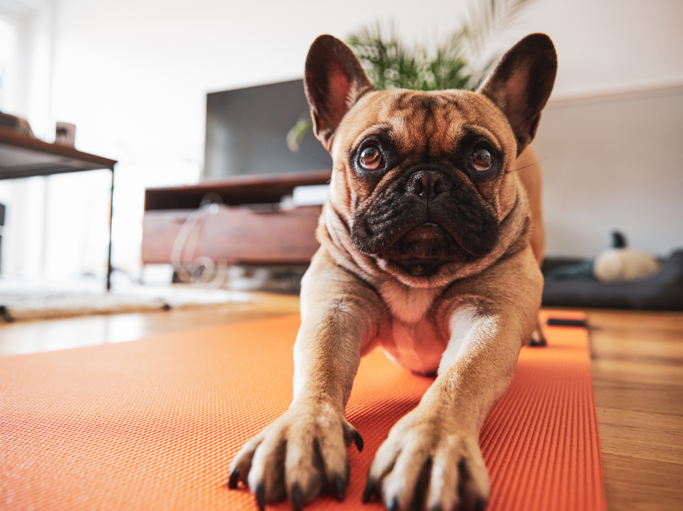 Simple At-Home Dog Conditioning Exercises | Australian Dog Lover
