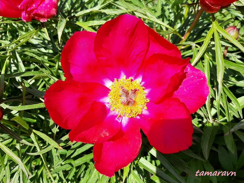 Пион 'Орлёнок' (Paeonia 'Orlyonok')