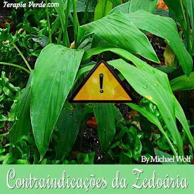 Contraindicações da Zedoária