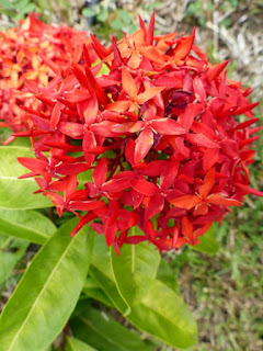 Ixora coccinea - Ixore écarlate - Ixora écarlate