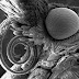 Nanoestructura de ojo de mariposa inspirada en mecanismos de la naturaleza