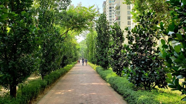 Pohon garcinia