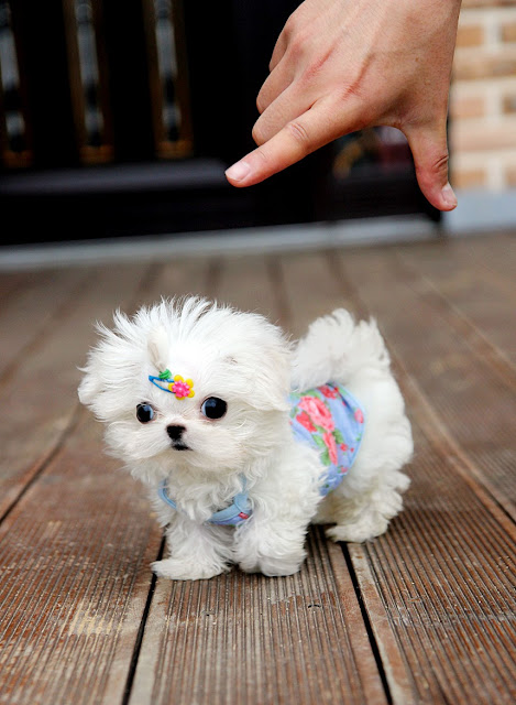 Cute white Maltese puppy