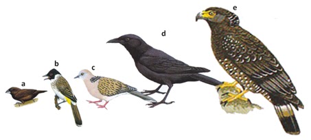 identifikasi jenis burung  edukasi