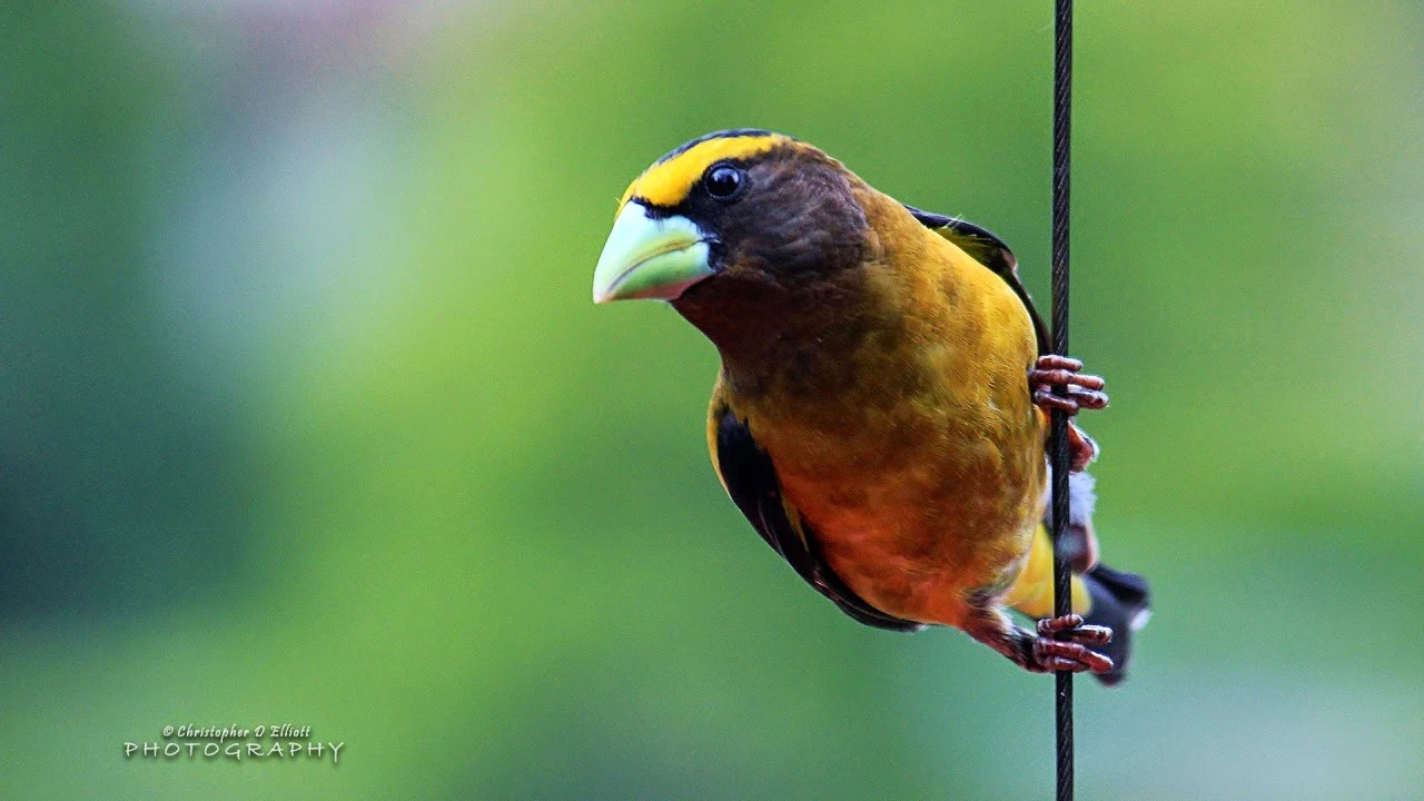 Evening Grosbeak Wallpaper