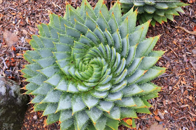 Aloepolyphylla