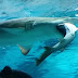 Photo: Shark Eating Shark In South Korean Aquarium