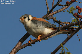 halconcito colorado Falco sparverius el halconcito colorado en Argentina