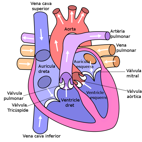 heart diagram with labels. heart diagram without labels.