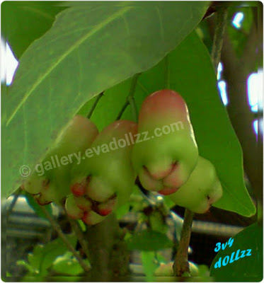 Jambu Air - Rose Apple Fresh Pictures