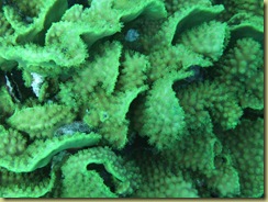 SG Lettuce Coral