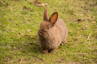 The best dwarf rabbit breeds, adopting a baby rabbit, raising a dwarf rabbit, 