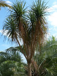 Pied d'éléphant - Arbre bouteille - Beaucarnea guatemalensis