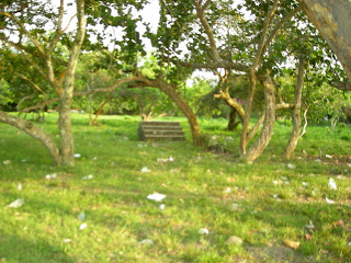 stairs in field, Honduras