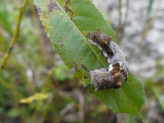 Chenille du Mimique ou Vice-roi - Limenitis archippus - Basilarchia (Limenitis) archippus