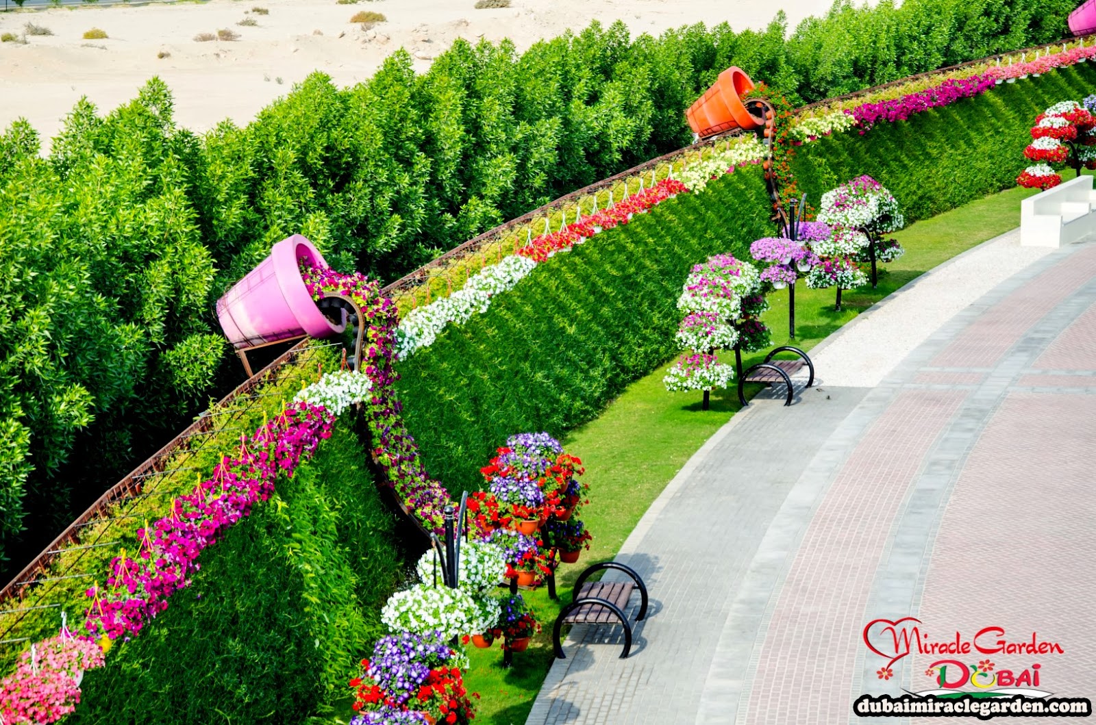 KOTAKITAKU Taman  Bunga  di  Padang Pasir Dubai  Miracle 