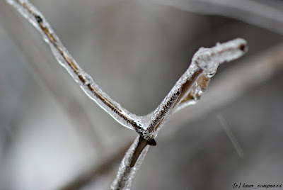 iarna-winter-ploaie inghetata-freezing rain