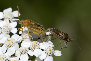 Para ampliar Stictopleurus sp., hacer clic