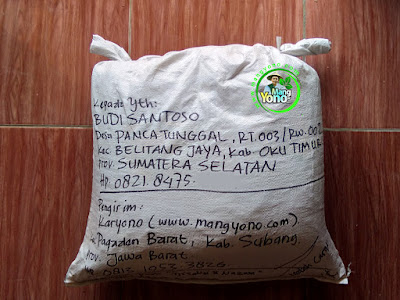 Benih pesana    BUDI SANTOSO OKUTimur, Sumsel   (Sesudah Packing)