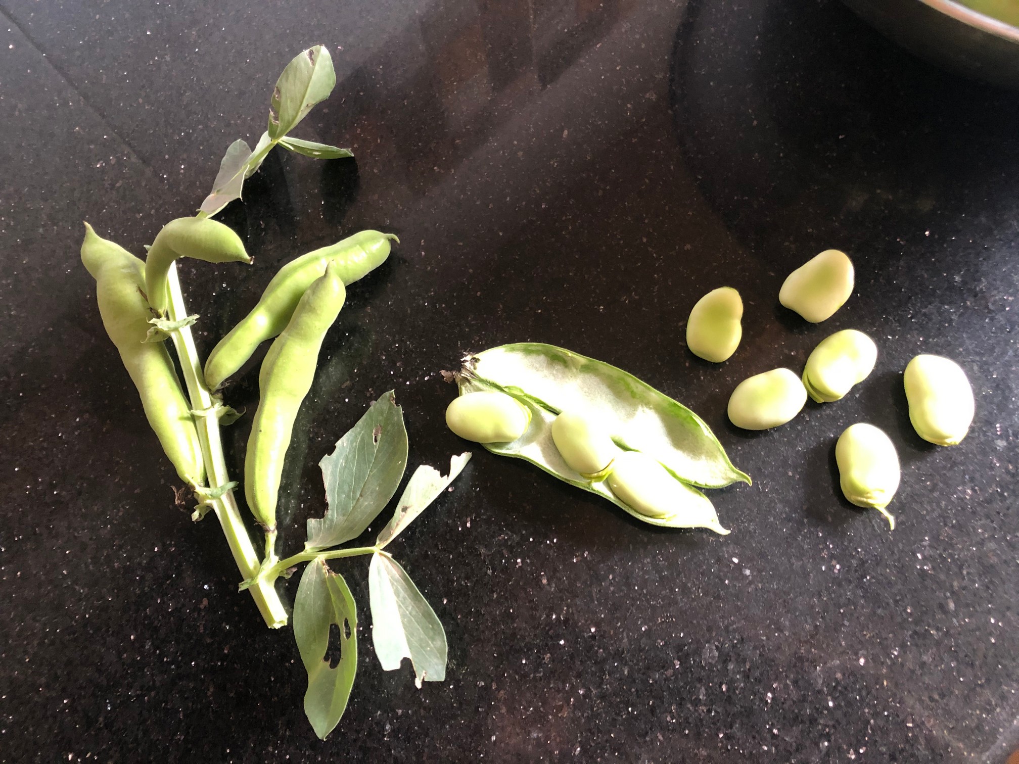 For their relatively small size broad beans are loaded with an incredible amount of nutrients.