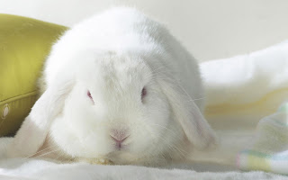 Cute Rabbit hd Wallpapers 2013