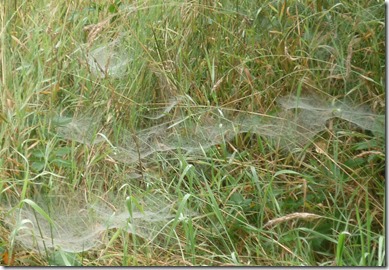 1 cobwebs in the mist