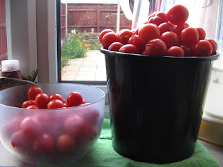 freshly harvested tomatoes