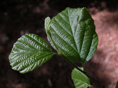 Fothergilla gardenii foliage