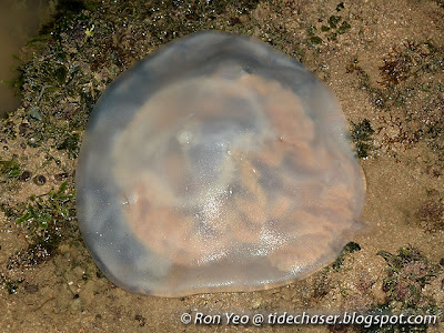 Jellyfish (Class Scyphozoa)