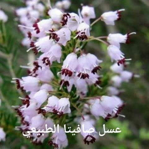 عسل العجرم صافيتا