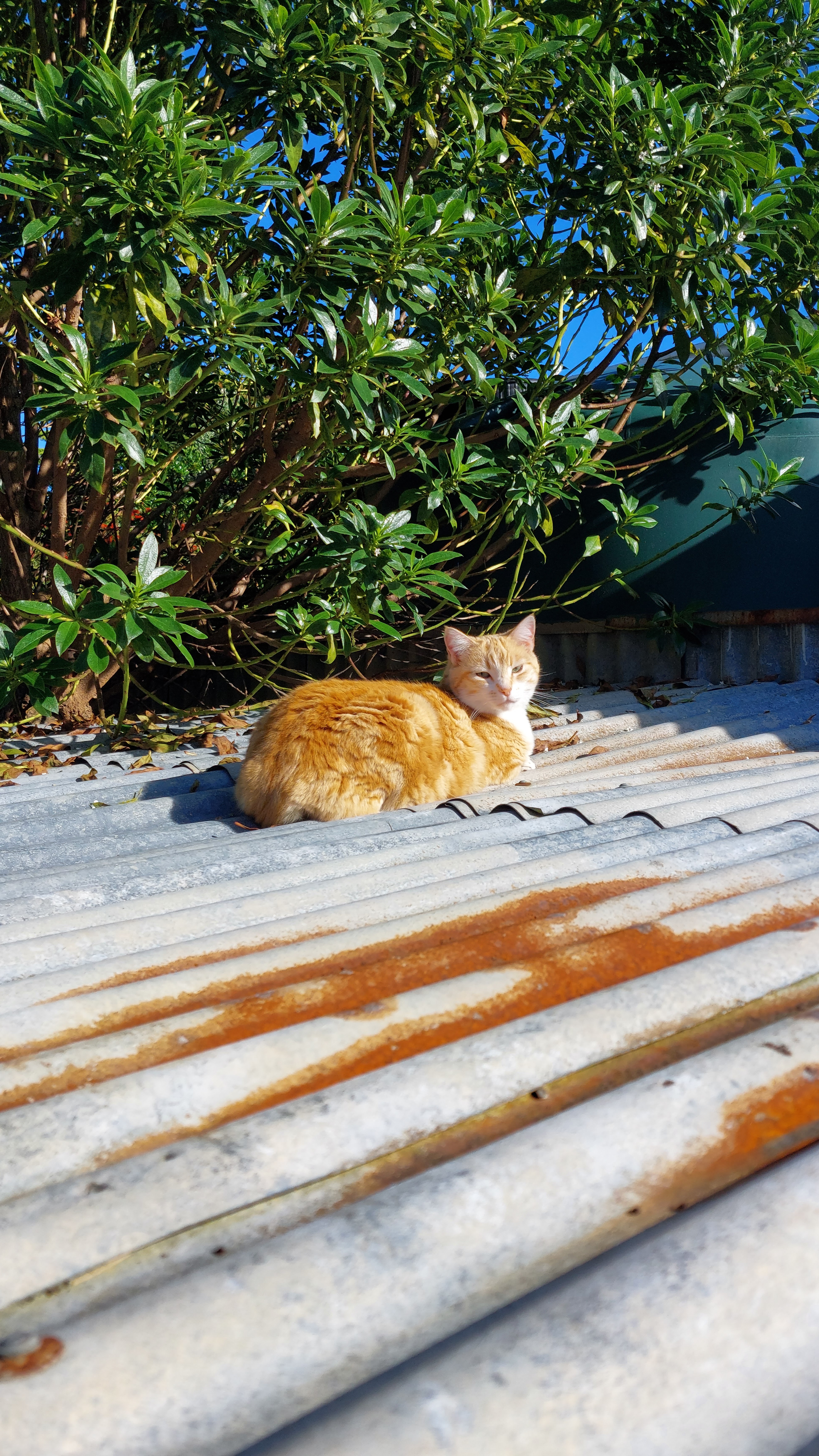 Gladys cat resting in the sun on the wood pile roof