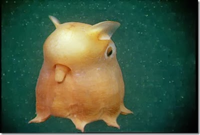 Grimpoteuthis