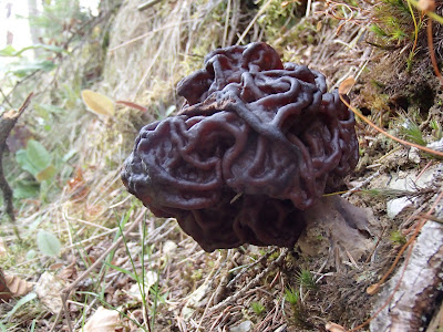  Piestrzenica kasztanowata Gyromitra esculenta