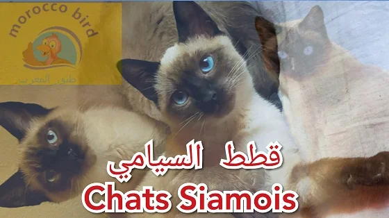 قطط السيامي