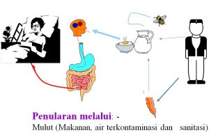 Epidemiologi Penyakit Menular DEMAM TIFOID