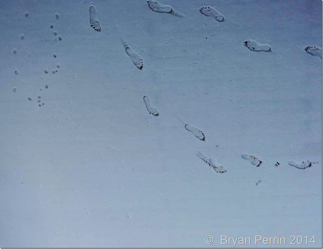 new tracks in  fresh snow