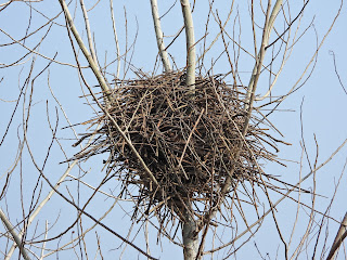 Oriental Magpie's Nest in Changsha