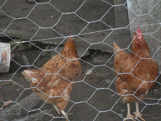 chicken farm business,poultry farm